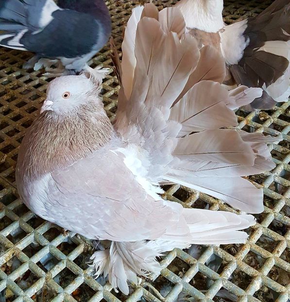  - VOLTATI INDIENI PENTRU 2023