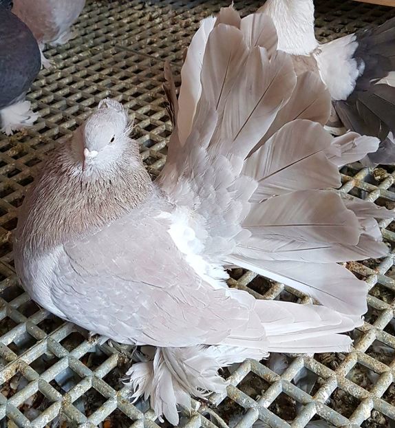  - VOLTATI INDIENI PENTRU 2023