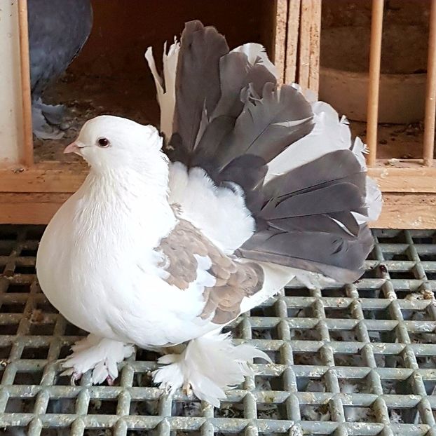  - VOLTATI INDIENI PENTRU 2023