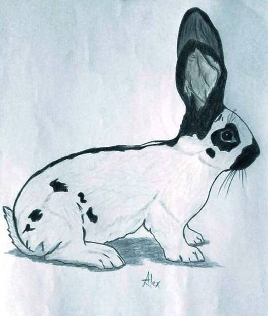 desen ALEX DUMITRIU - Rabbit Art