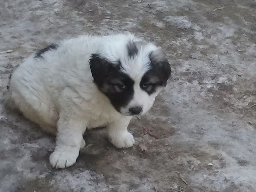  - Catel ciobanesc de bucovina de vanzare 2017