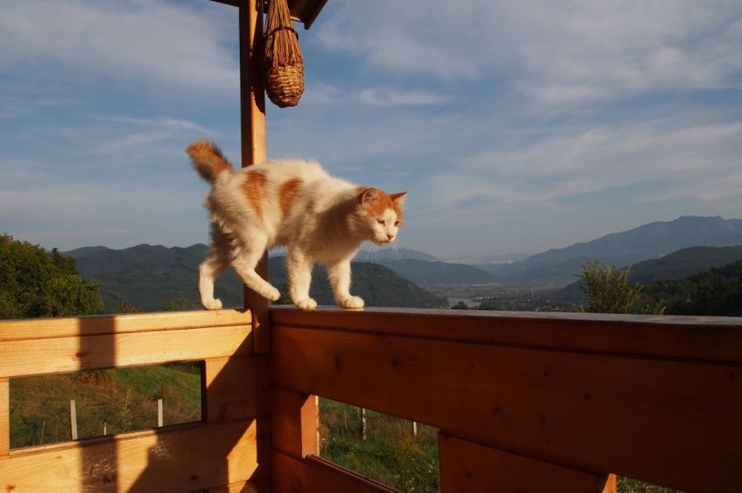 Milogul , asa cum ni l-a prezentat vecinul-stapan - 1 Gradina mea