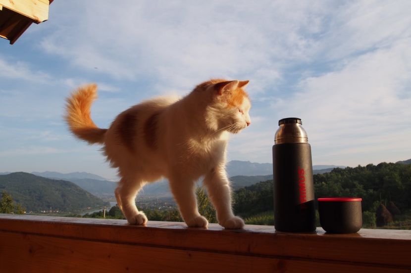 ...vreau si eu cafea ! - 1 Gradina mea