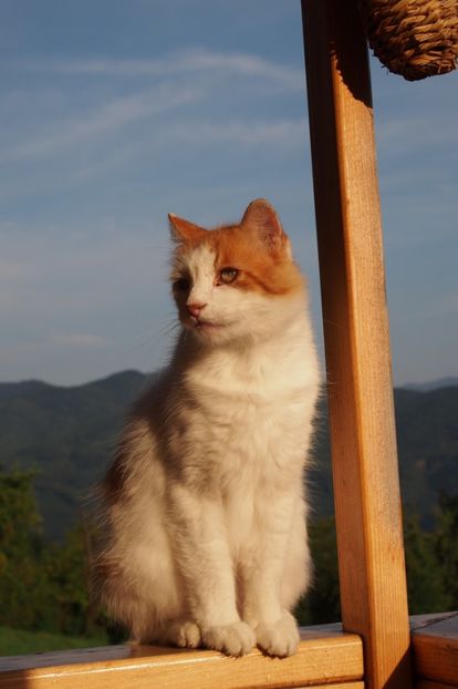 ... doar, nu plecati ! - 1 Gradina mea