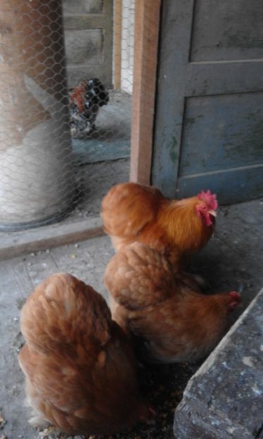  - Cochinchina pitic galben matca 2017