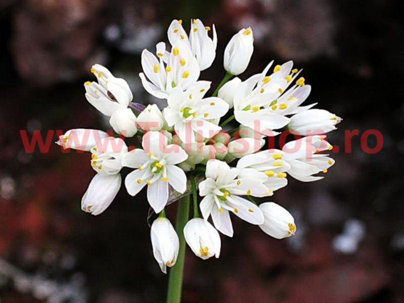 Bulbi Allium Neapolitanum (Ceapa decorativa); Plantarea se face in perioada martie-mai. Va inflori in perioada iunie-august. Prefera locurile insorite, dar se descurca si in cele semiumbrite. Inaltimea maxima 25-35 cm. STOC EPUIZAT!
