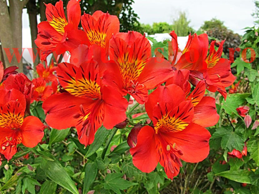 Bulbi Alstroemeria Red Elf (Crin Peruvian); Plantarea se face in perioada martie-mai. Va inflori in perioada iunie-august. Prefera locurile insorite, dar se descurca si in cele semiumbrite. Inaltimea maxima 60-100 cm. STOC EPUIZAT!
