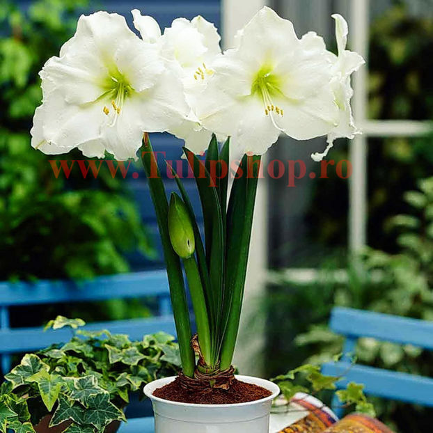 Bulbi Amaryllis Mont Blanc (Hipperastrum); Marime bulb 22/24 . Inaltime 50-60cm. Inflorire dec.-ian. STOC EPUIZAT!
