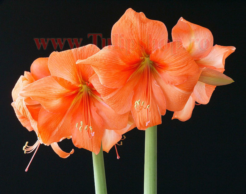 Bulbi Amaryllis Rilona (Hipperastrum); Marime bulb 22/24 . Inaltime 50-60cm. Inflorire dec.-ian. STOC EPUIZAT!
