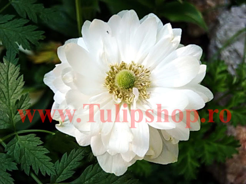 Bulbi Anemone Mount Everest.; Marime bulb 5/+ . Inaltime 20-30cm. Inflorire apr.-mai. STOC EPUIZAT!
