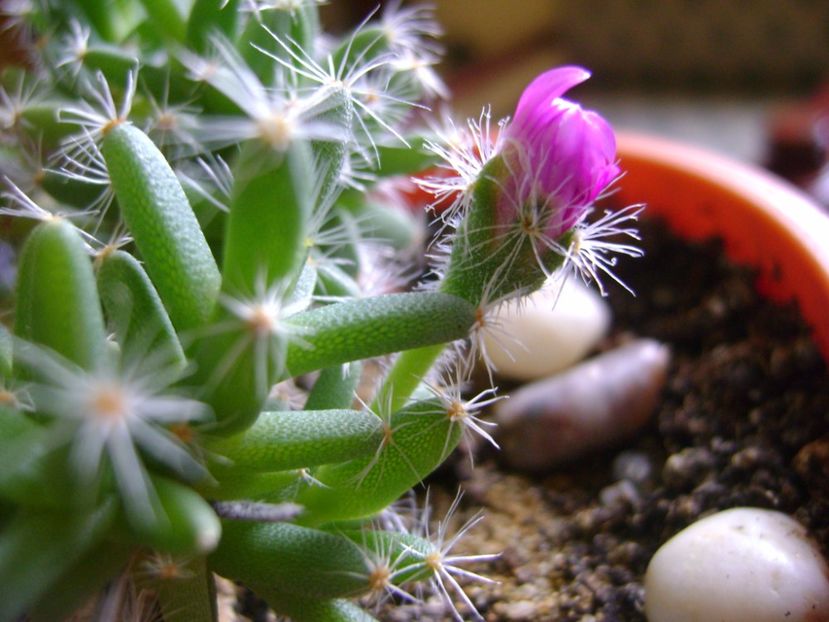 Trichodiadema densum - Caudiciforme si bulbi 2017