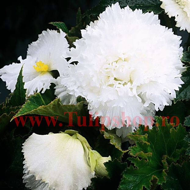 Bulbi Begonia Creata Alba; Plantarea se face in perioada martie-aprilie. Va inflori in perioada iun.-oct. Prefera locurile insorite, dar se descurca si in cele semiumbrite. Inaltimea maxima 20-30 cm. STOC EPUIZAT!
