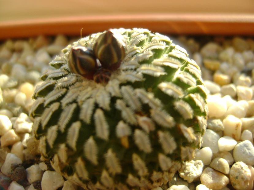 Turbinicarpus pseudopectinatus (Pelecyphora aselliformis) - Cactusi 2017