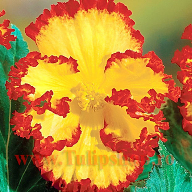 Bulbi Begonia Crispa Marginata Galbena; Plantarea se face in perioada martie-aprilie. Va inflori in perioada iun.-oct. Prefera locurile insorite, dar se descurca si in cele semiumbrite. Inaltimea maxima 20-30 cm. STOC EPUIZAT!
