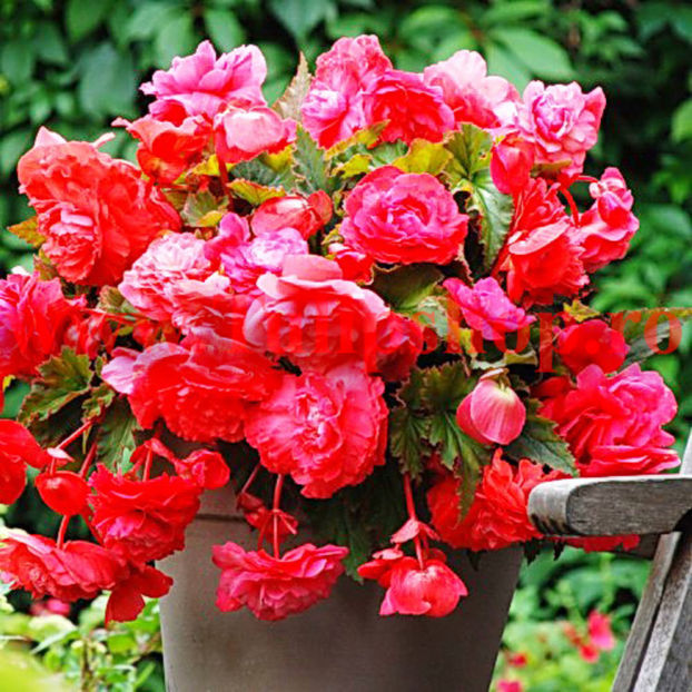 Bulbi Begonia Curgatoare Roz; Plantarea se face in perioada martie-aprilie. Va inflori in perioada iun.-oct. Prefera locurile insorite, dar se descurca si in cele semiumbrite. Inaltimea maxima 20-30 cm. STOC EPUIZAT!
