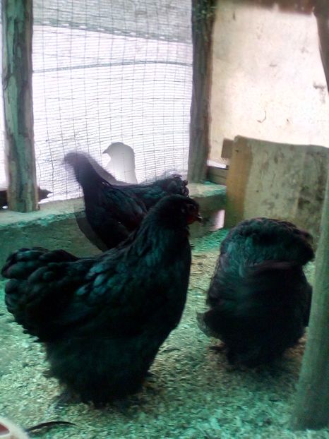  - Orpington negru