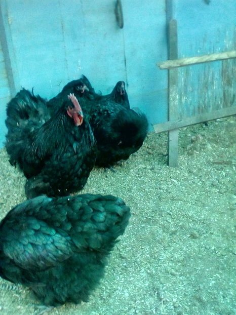  - Orpington negru