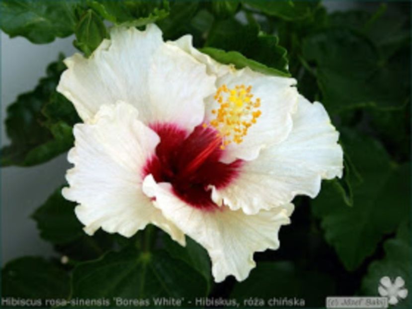 Hibiscus boreas white