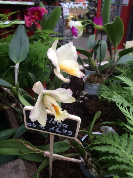 Cattleya 26.01.2017