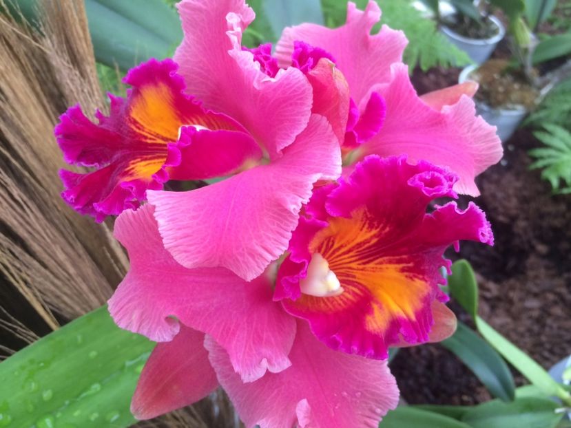Cattleya 26.01.2017