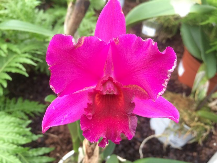 Cattleya 26.01.2017