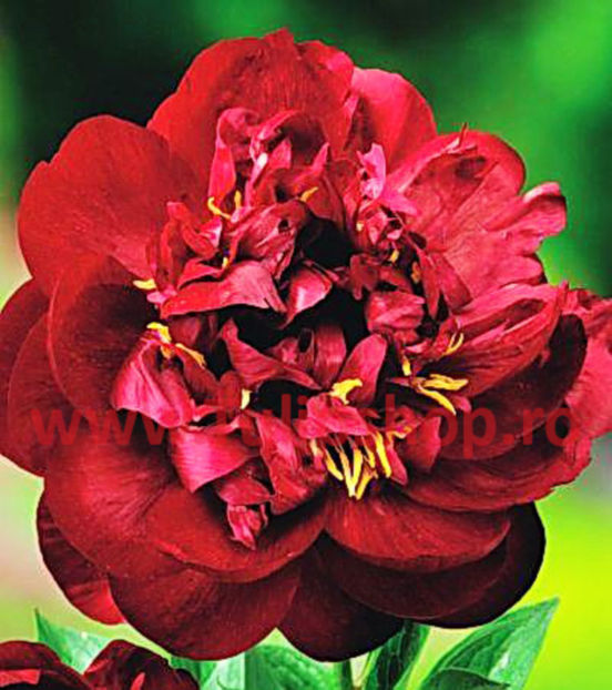 Bulbi Bujori Madame Gaudichau (Paeonia); Plantarea se face in perioada martie-aprilie. Va inflori in perioada aprilie-mai. Prefera locurile insorite, dar se descurca si in cele semiumbrite. Inaltimea maxima 60-90 cm. STOC EPUIZAT!
