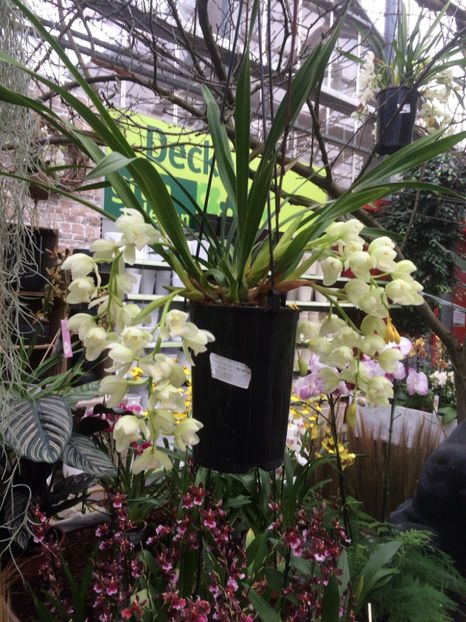 Cymbidium Ice Cascade 26.01.2017 - Expozitie de Orhidee