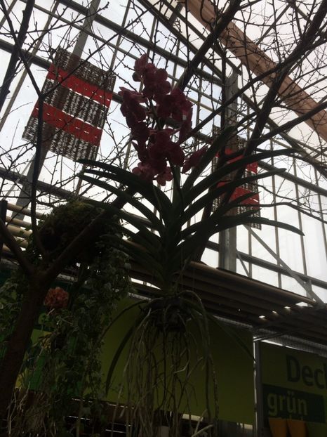 Vanda 26.01.2017 - Expozitie de Orhidee