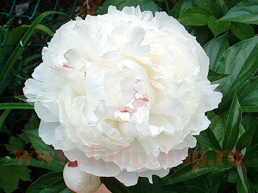 Bulbi Bujori Shirley Temple (Paeonia); Plantarea se face in perioada martie-aprilie. Va inflori in perioada aprilie-mai. Prefera locurile insorite, dar se descurca si in cele semiumbrite. Inaltimea maxima 60-90 cm. STOC EPUIZAT!
