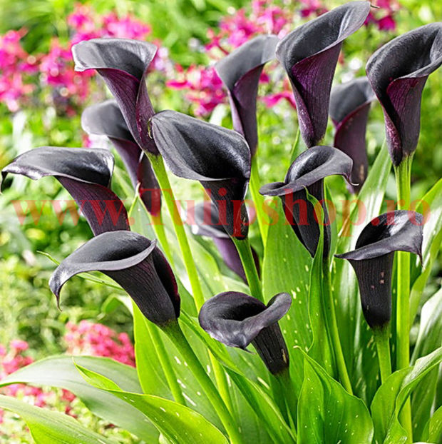 Bulbi Cala Odessa (Zantedeschia); Plantarea se face in perioada martie-aprilie. Va inflori in perioada iunie-august. Prefera locurile insorite, dar se descurca si in cele semiumbrite. Inaltimea maxima 40-60 cm. STOC EPUIZAT!
