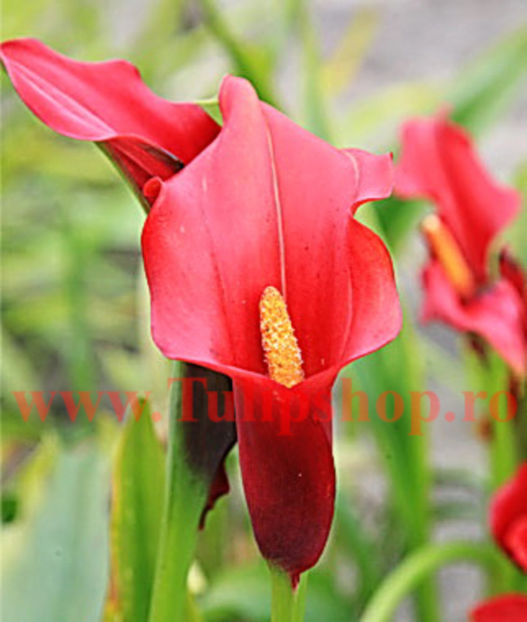Bulbi Cala Red Alert (Zantedeschia); Plantarea se face in perioada martie-aprilie. Va inflori in perioada iunie-august. Prefera locurile insorite, dar se descurca si in cele semiumbrite. Inaltimea maxima 40-60 cm. STOC EPUIZAT!
