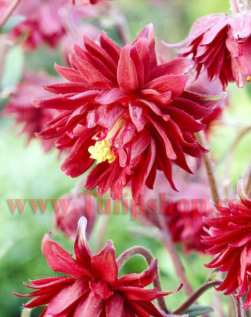Bulbi Caldarusa Bordeaux (Aquilegia); Plantarea se face in perioada martie-aprilie. Va inflori in perioada iunie-august. Prefera locurile insorite, dar se descurca si in cele semiumbrite. Inaltimea maxima 40-60 cm. STOC EPUIZAT!
