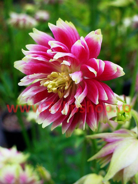 Bulbi Caldarusa Nora Barlow (Aquilegia); Plantarea se face in perioada martie-aprilie. Va inflori in perioada iunie-august. Prefera locurile insorite, dar se descurca si in cele semiumbrite. Inaltimea maxima 40-60 cm. STOC EPUIZAT!
