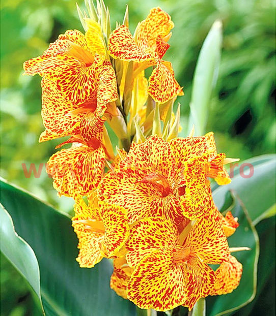 Bulbi Canna En Avant; Plantarea se face in perioada martie-aprilie. Va inflori in perioada iunie-august. Prefera locurile insorite, dar se descurca si in cele semiumbrite. Inaltimea maxima 40-60 cm. STOC EPUIZAT!
