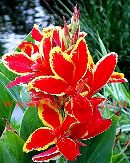 Bulbi Canna Lucifer; Plantarea se face in perioada martie-aprilie. Va inflori in perioada iunie-august. Prefera locurile insorite, dar se descurca si in cele semiumbrite. Inaltimea maxima 40-60 cm. STOC EPUIZAT!
