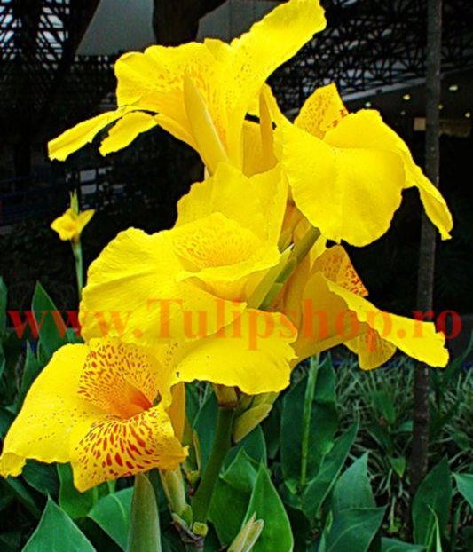 Bulbi Canna Yellow King Humbert; Plantarea se face in perioada martie-aprilie. Va inflori in perioada iunie-august. Prefera locurile insorite, dar se descurca si in cele semiumbrite. Inaltimea maxima 40-60 cm. STOC EPUIZAT!
