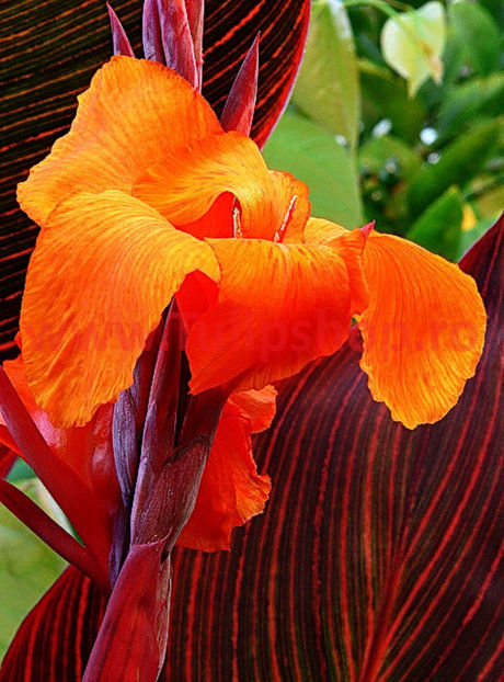 Bulbi Canna Tropicana; Plantarea se face in perioada martie-aprilie. Va inflori in perioada iunie-august. Prefera locurile insorite, dar se descurca si in cele semiumbrite. Inaltimea maxima 40-60 cm. STOC EPUIZAT!
