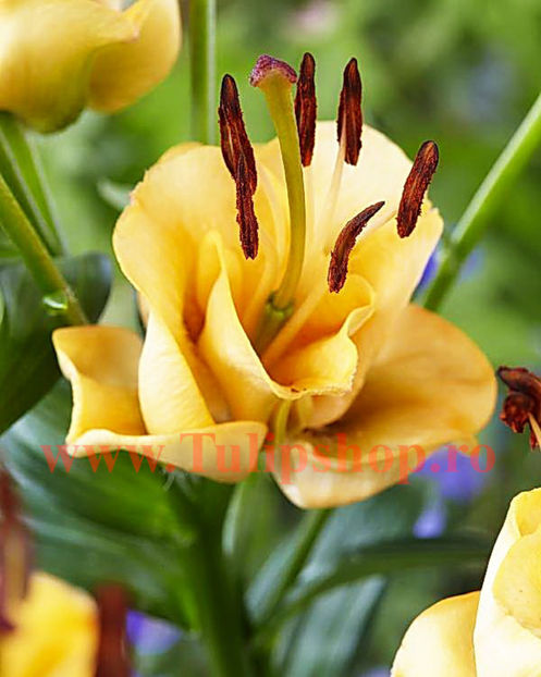 Bulbi Crin Apricot Fudge (Lilium); Plantarea se face in perioada martie-aprilie. Va inflori in perioada iunie-august. Prefera locurile insorite, dar se descurca si in cele semiumbrite. Inaltimea maxima 90-100 cm. STOC EPUIZAT!
