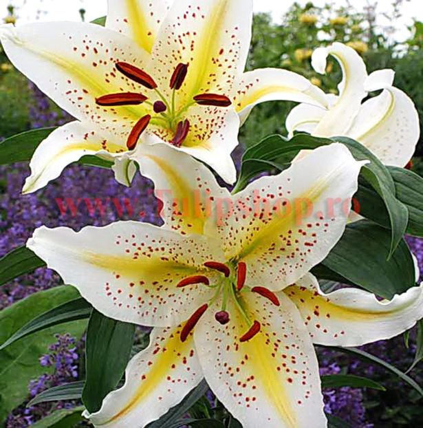 Bulbi Crin Garden Party (Lilium); Plantarea se face in perioada martie-aprilie. Va inflori in perioada iunie-august. Prefera locurile insorite, dar se descurca si in cele semiumbrite. Inaltimea maxima 70-90 cm. STOC EPUIZAT!
