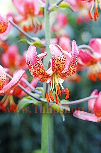 Bulbi Crin Manitoba Morning (Lilium); Plantarea se face in perioada martie-aprilie. Va inflori in perioada iunie-august. Prefera locurile insorite, dar se descurca si in cele semiumbrite. Inaltimea maxima 70-90 cm. STOC EPUIZAT!
