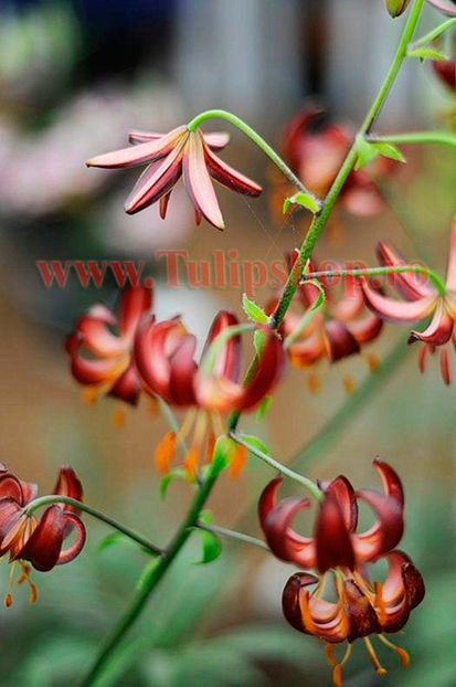 Bulbi Crin Maroon King (Lilium); Plantarea se face in perioada martie-aprilie. Va inflori in perioada iunie-august. Prefera locurile insorite, dar se descurca si in cele semiumbrite. Inaltimea maxima 90-100 cm. STOC EPUIZAT!
