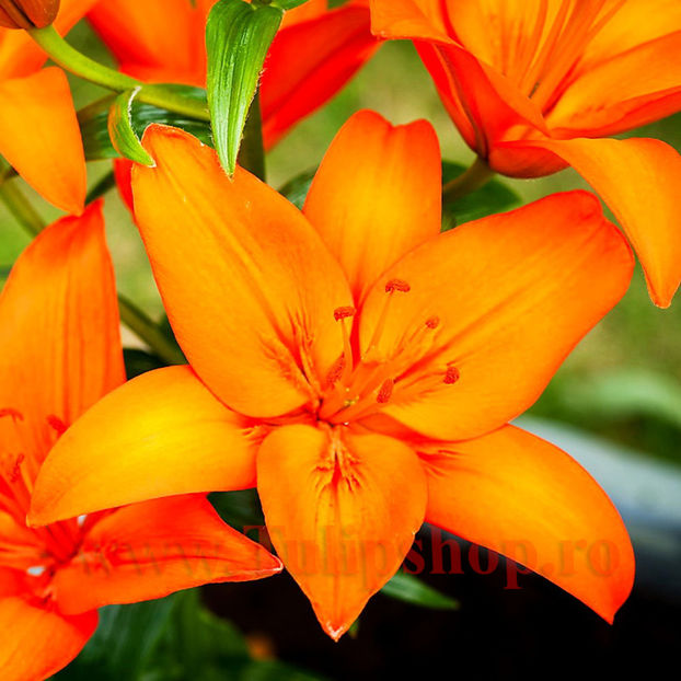 Bulbi Crin Orange Ton (Lilium); Plantarea se face in perioada martie-aprilie. Va inflori in perioada iunie-august. Prefera locurile insorite, dar se descurca si in cele semiumbrite. Inaltimea maxima 70-90 cm. STOC EPUIZAT!

