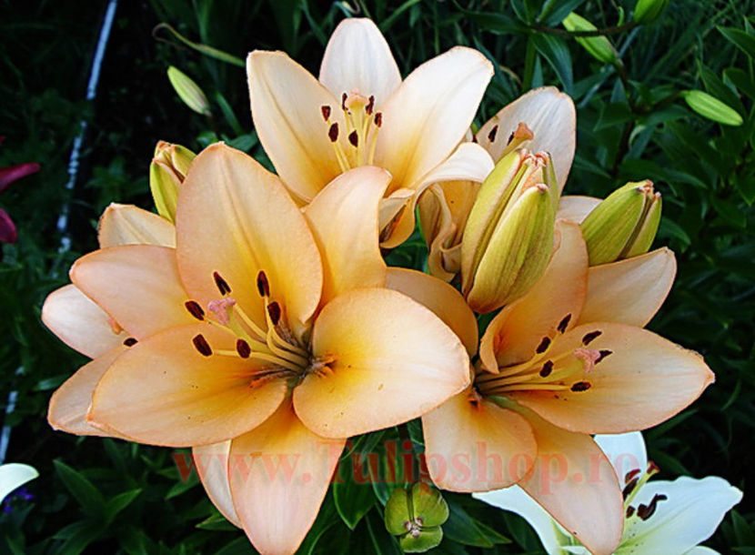 Bulbi Crin Menorca (Lilium); Plantarea se face in perioada martie-aprilie. Va inflori in perioada iunie-august. Prefera locurile insorite, dar se descurca si in cele semiumbrite. Inaltimea maxima 70-90 cm. STOC EPUIZAT!
