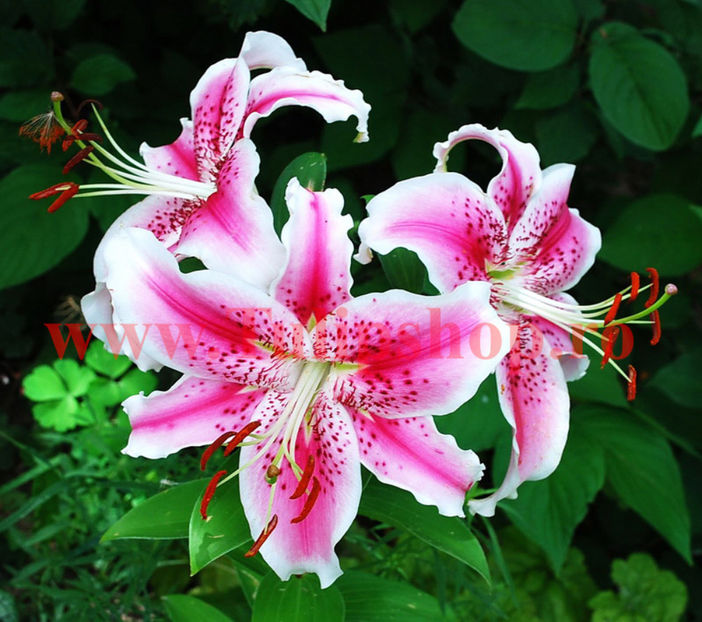 Bulbi Crin Stargazer (Lilium); Plantarea se face in perioada martie-aprilie. Va inflori in perioada iunie-august. Prefera locurile insorite, dar se descurca si in cele semiumbrite. Inaltimea maxima 70-90 cm. STOC EPUIZAT!
