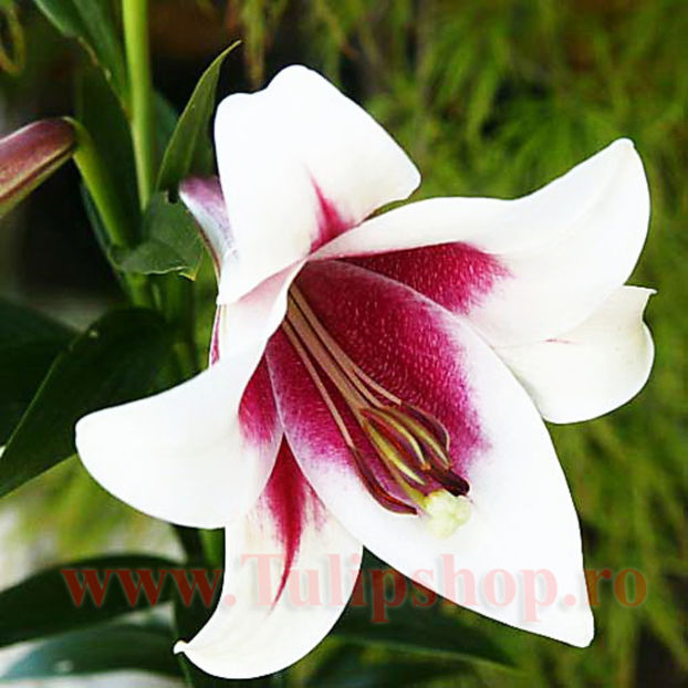Bulbi Crin Triumphator (Lilium); Plantarea se face in perioada martie-aprilie. Va inflori in perioada iunie-august. Prefera locurile insorite, dar se descurca si in cele semiumbrite. Inaltimea maxima 70-90 cm. STOC EPUIZAT!
