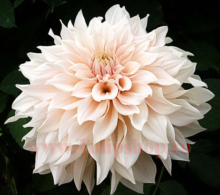 Bulbi Dalia Cafe au Lait (Gherghina); Plantarea se face in perioada martie-aprilie. Va inflori in perioada iulie-octombrie. Prefera locurile insorite sau semiumbrite. Inaltimea maxima 80-100 cm. STOC EPUIZAT!
