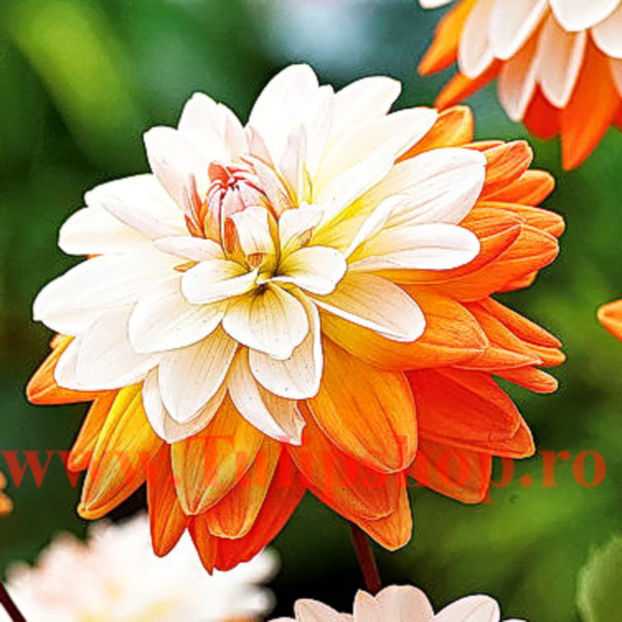 Bulbi Dalia Coup de Soleil (Gherghina); Plantarea se face in perioada martie-aprilie. Va inflori in perioada iulie-octombrie. Prefera locurile insorite sau semiumbrite. Inaltimea maxima 80-100 cm. STOC EPUIZAT!
