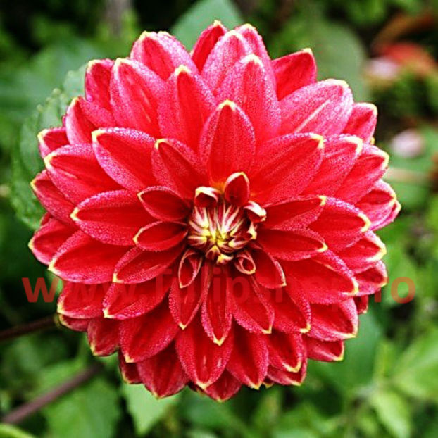 Bulbi Dalia Mister Optimist (Gherghina); Plantarea se face in perioada martie-aprilie. Va inflori in perioada iulie-octombrie. Prefera locurile insorite sau semiumbrite. Inaltimea maxima 80-100 cm. STOC EPUIZAT!

