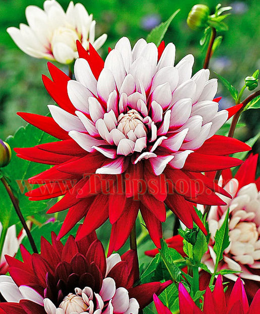 Bulbi Dalia Rebeccas World (Gherghina); Plantarea se face in perioada martie-aprilie. Va inflori in perioada iulie-octombrie. Prefera locurile insorite sau semiumbrite. Inaltimea maxima 80-100 cm. STOC EPUIZAT!
