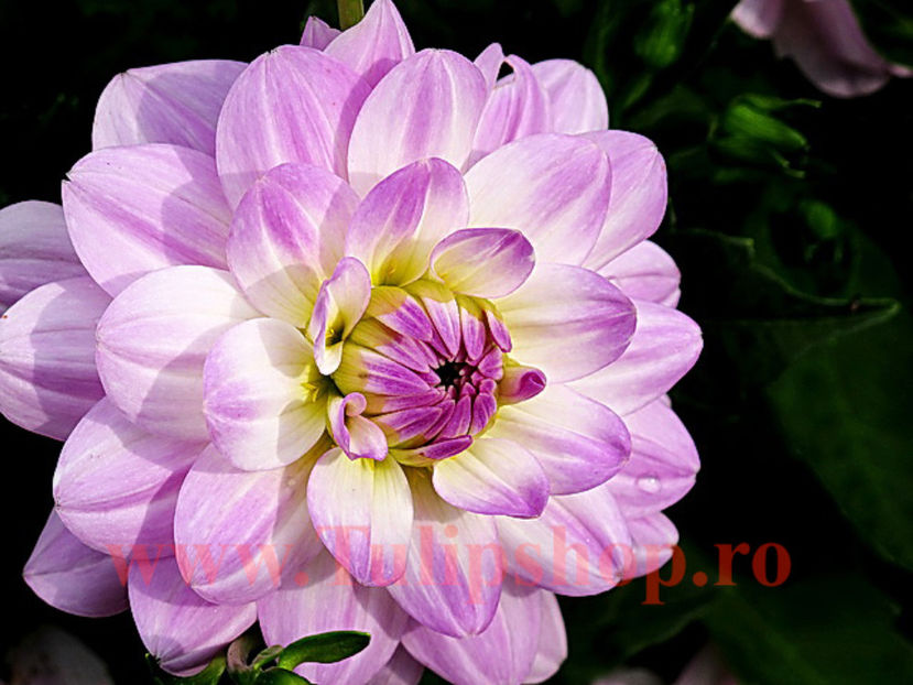 Bulbi Dalia Twilight Time (Gherghina); Plantarea se face in perioada martie-aprilie. Va inflori in perioada iulie-octombrie. Prefera locurile insorite sau semiumbrite. Inaltimea maxima 80-100 cm. STOC EPUIZAT!
